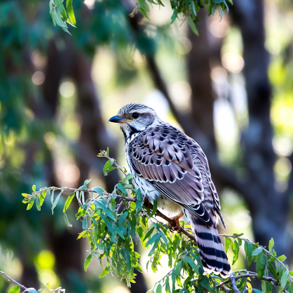 Découverte nature - Oiseaux à l'horizon !