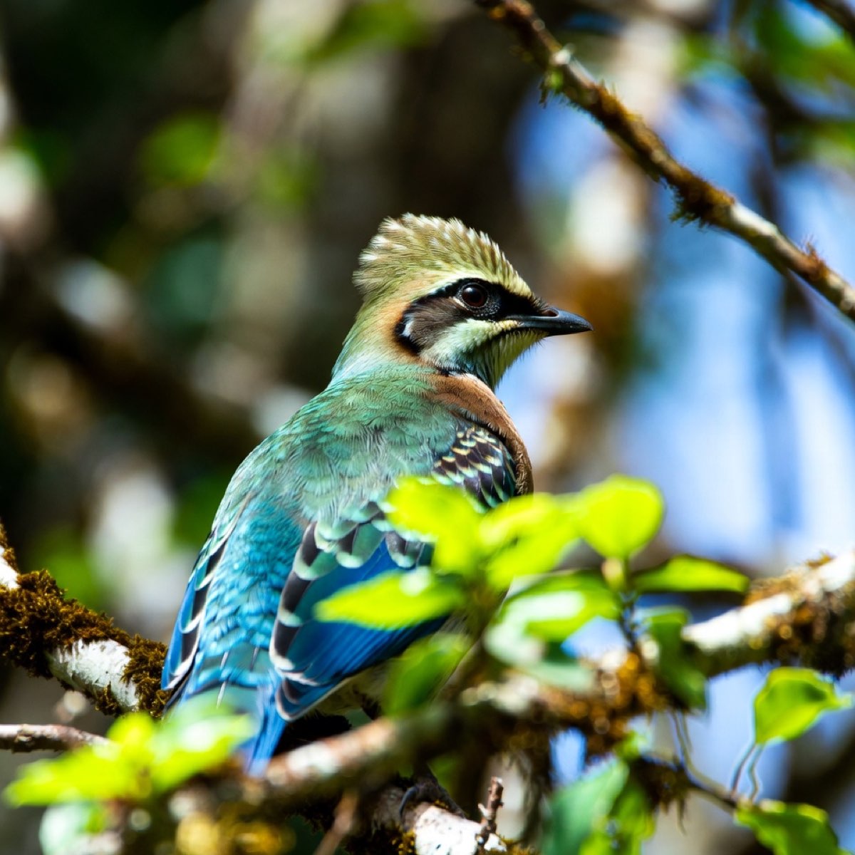 Comptage national des oiseaux des jardins