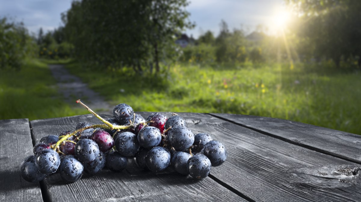 Sur les pas du vigneron