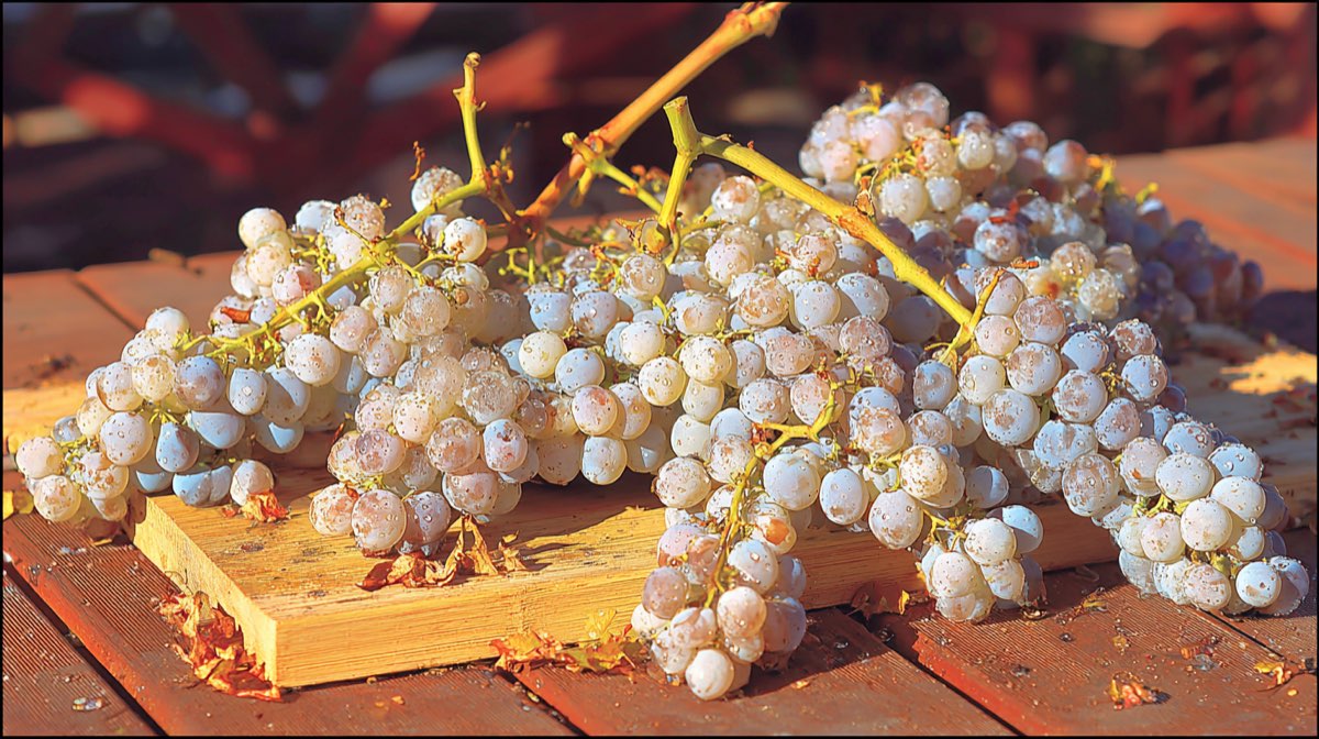 Découverte vigneronne - Domaine Specht