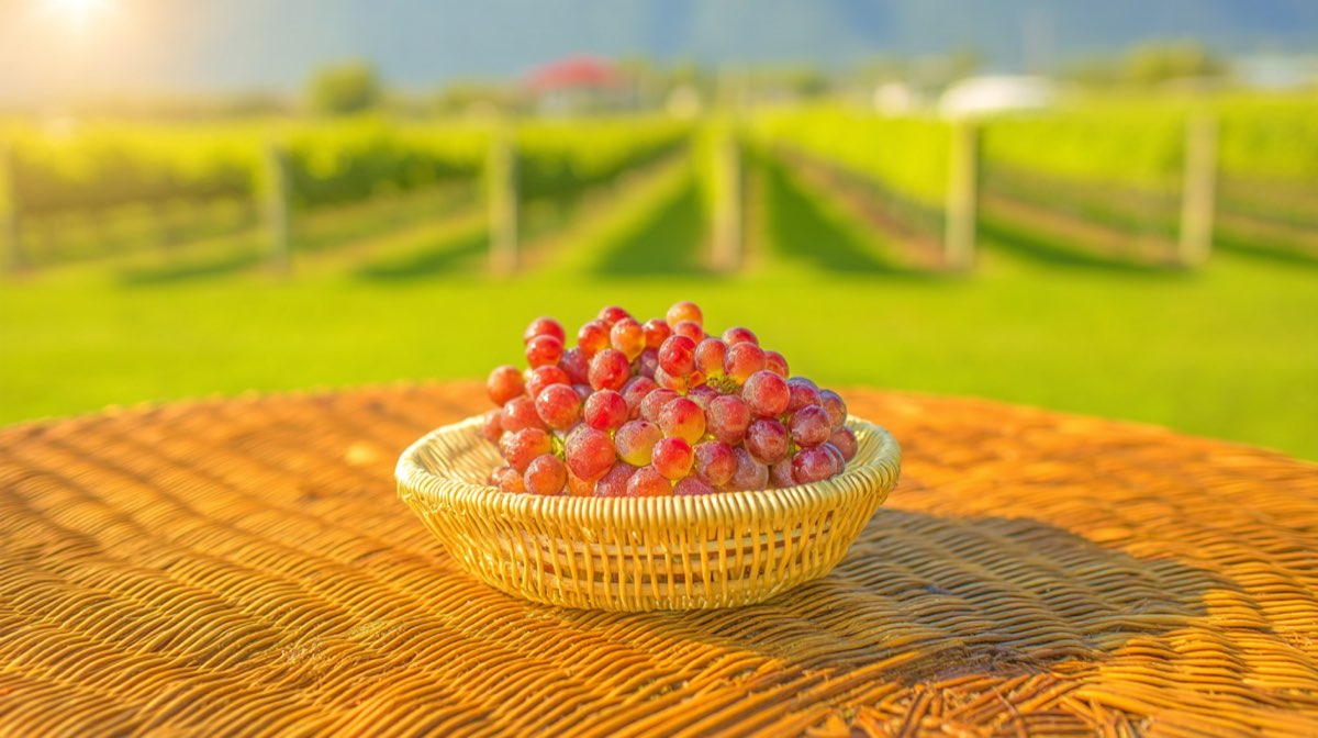 CASSE CROUTE VIGNERON
