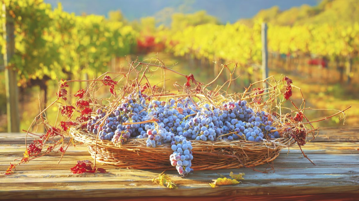 Rando apéro chez l'unique vigneron indépendant de nyons