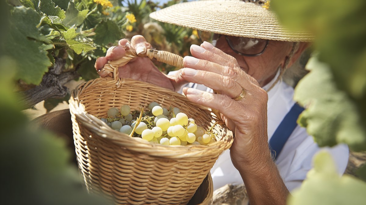 Balade et pique-nique dans les vignes au Domaine des Galloires