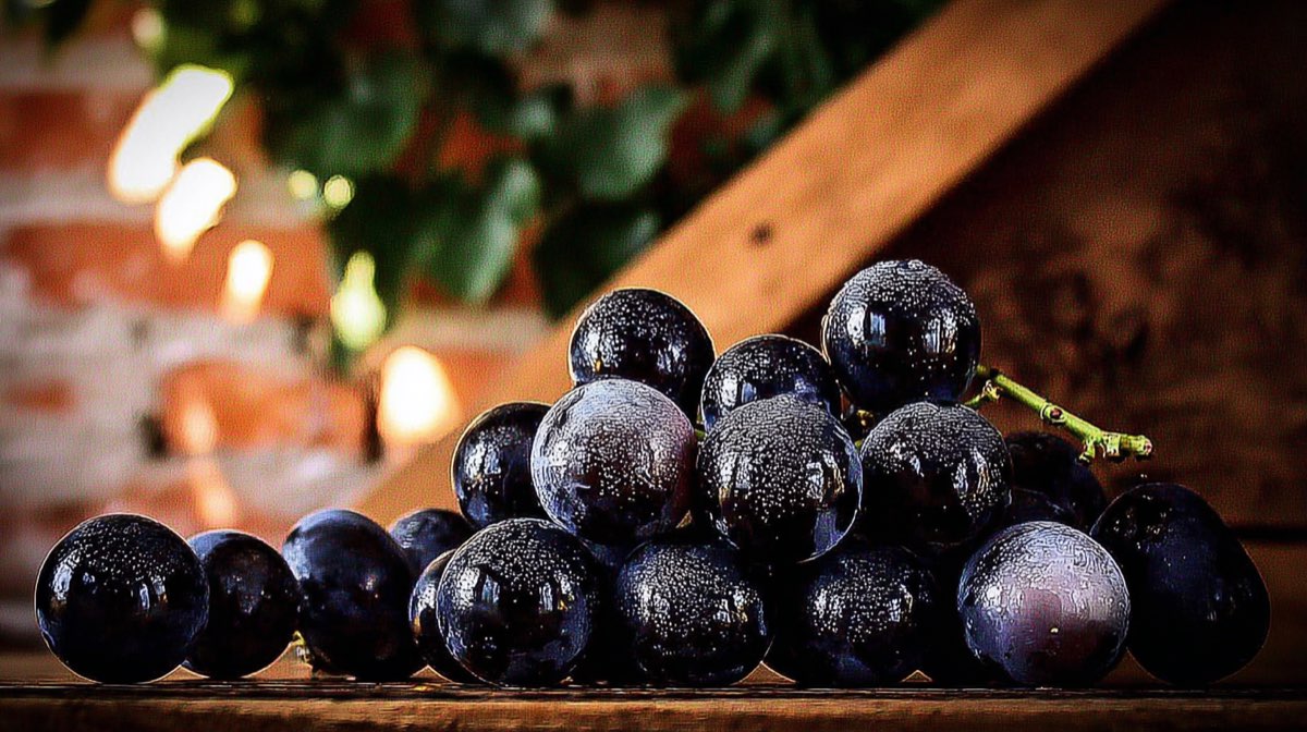 Univers du vigneron-distillateur - Domaine Raymond Bossis