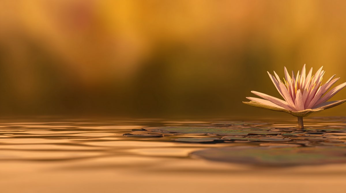 Cours de Hatha Yoga